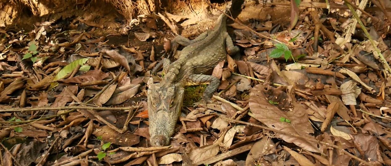 Régimen de Nicaragua mantiene en el olvido al río Papaturro