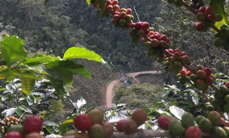 Cafetaleros reclaman su aporte al fondo de Conatradec