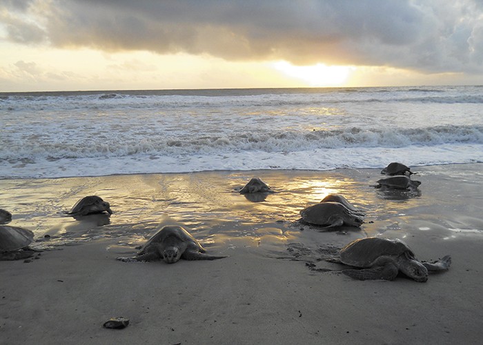 Arriban a Nicaragua las tortugas paslama que están en peligro de extinción