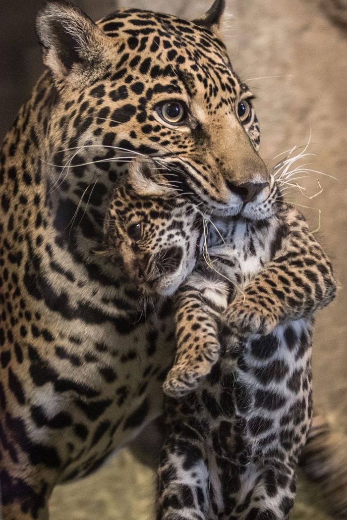 El jaguar que nació por inseminación y fue devorado por su madre