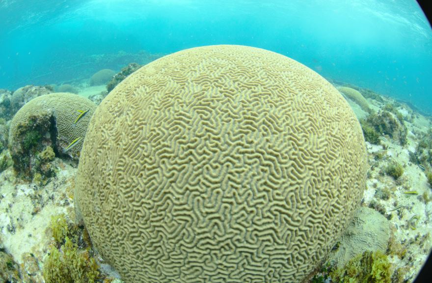 Aprueban decreto para “proteger” flora y fauna del Mar Caribe. Experto indica que se trata de un documento vacío