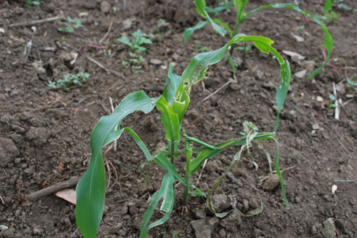 Sequía provoca la pérdida de la siembra de maíz y frijol en varias zonas de Las Segovias