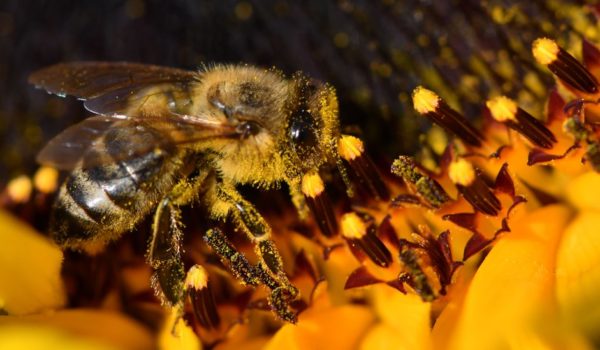 Por qué han muerto 500 millones de abejas en Brasil en solo 3 meses
