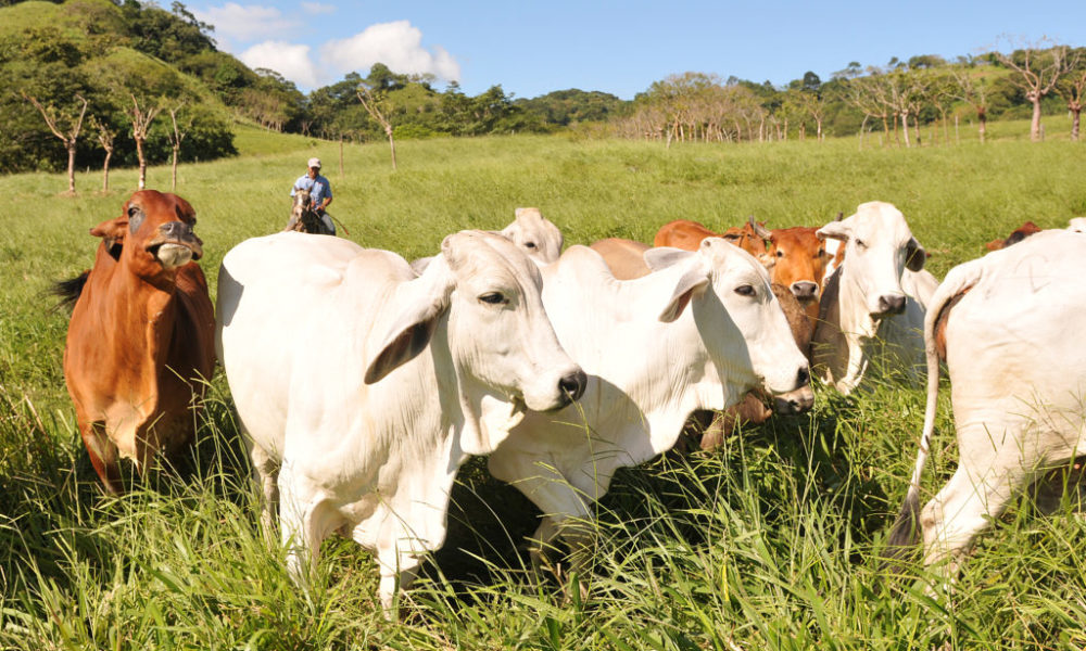 Ganadería de Nicaragua se esforzará para crecer sin deforestar las