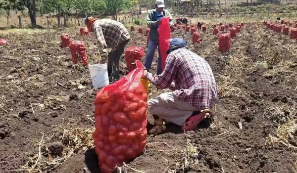 Campesinos de las Segovias desmotivados a sembrar debido a la sequía y los altos costos de los insumos agrícolas