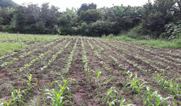 Productores están sembrando con menor uso de fertilizantes por impacto de la reforma tributaria