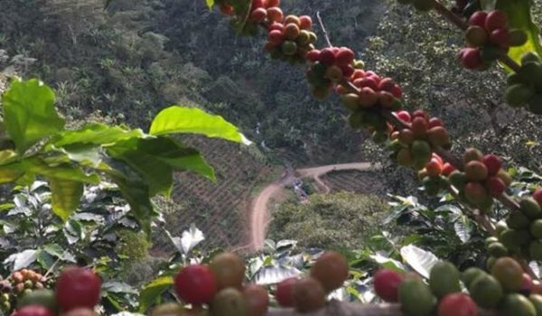 Arranca cosecha cafetalera 2019-2020 en un contexto de incertidumbre, sin crédito y abundante mano de obra por desempleo