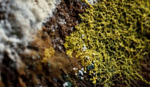 «Blob»: qué es el misterioso organismo con 720 sexos y sin cerebro