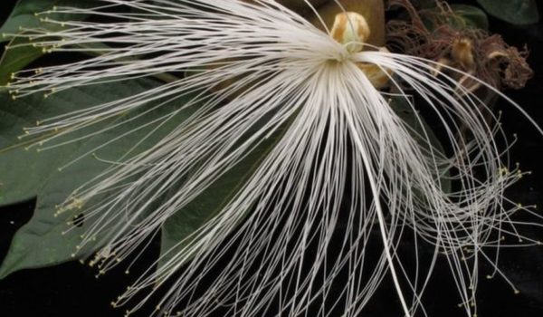 Deforestación en la Amazonía: el «árbol milagroso» que puede ayudar a combatir la destrucción de los bosques