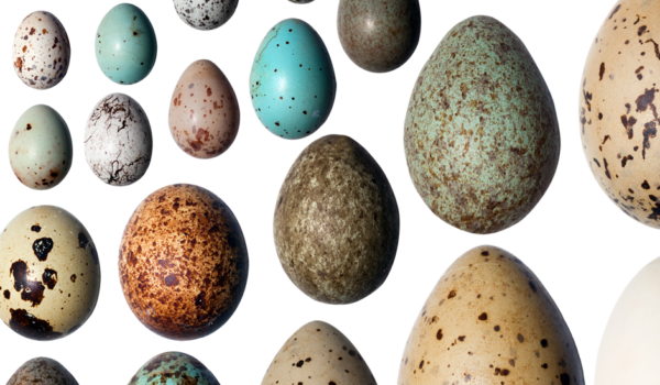 Resuelven el enigma de por qué los huevos son de colores diferentes