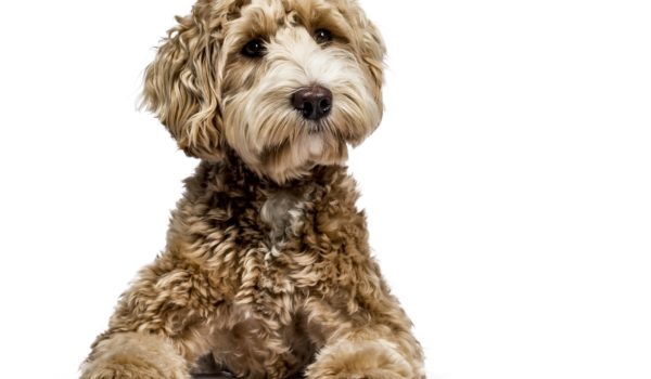 Por qué el «creador» del perro labradoodle dice que lamenta haber hecho «un Frankenstein» (y cuáles son los problemas de esta raza)