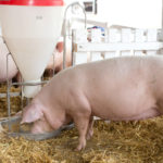 Cómo los productores de carne de cerdo de Nicaragua le han ganado la batalla al DR-Cafta