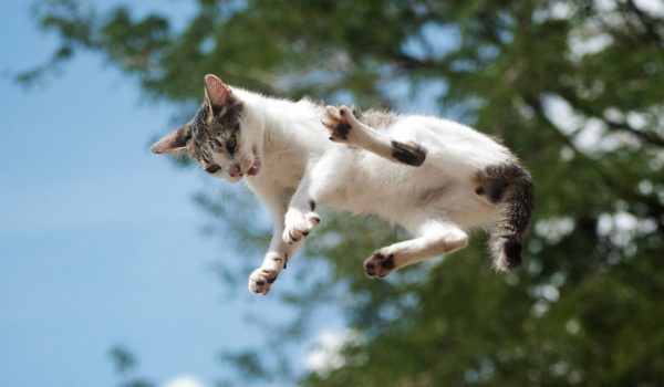 El inacabable misterio físico de por qué los gatos siempre caen de pie