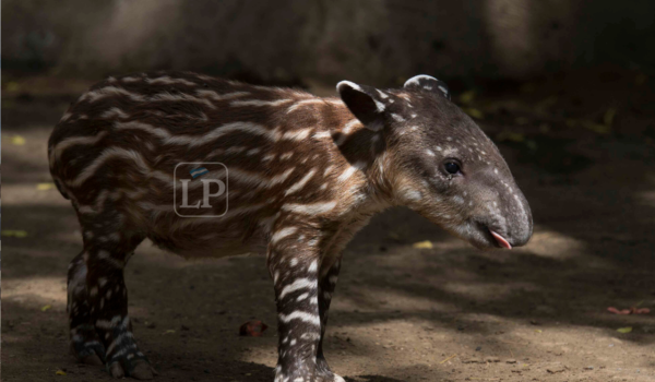 Valentina, la tapir que nació en cautiverio en Nicaragua