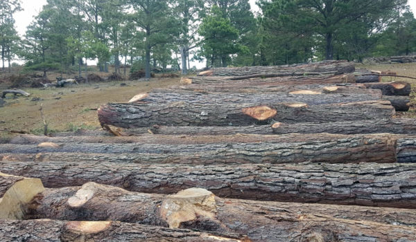 «Nos estamos quedando sin agua». Comunitarios denuncian despale indiscriminado en  Las Sabanas, Madriz