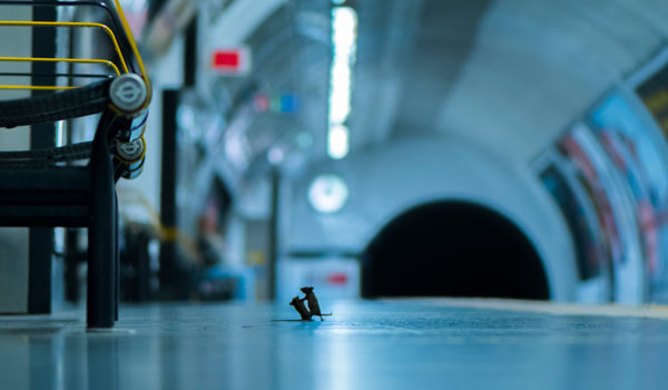 La sorprendente imagen de dos ratones peleando en el metro que ganó el voto popular en un concurso de fotografía de vida silvestre