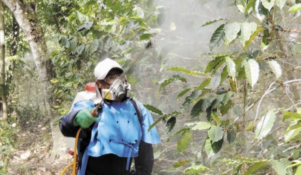 Cosep: Ortega con la Ley Fitosanitaria crea «un incentivo perverso»  al IPSA