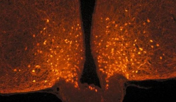 Cómo mientras comes tu cerebro cambia sin que te des cuenta