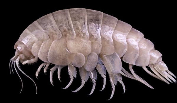 Eurythenes plasticus: el sorprendente descubrimiento en la zona más profunda del océano de una especie con partículas de plástico en su organismo