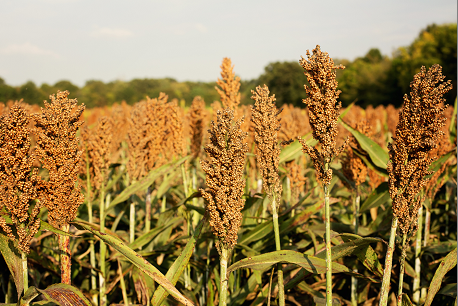 Ortega prepara multas contra los productores y dará más poder al IPSA con nueva Ley Fitosanitaria