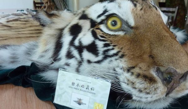 Coronavirus: los riesgos que persisten en China con la prohibición parcial del comercio de carne de animales silvestres