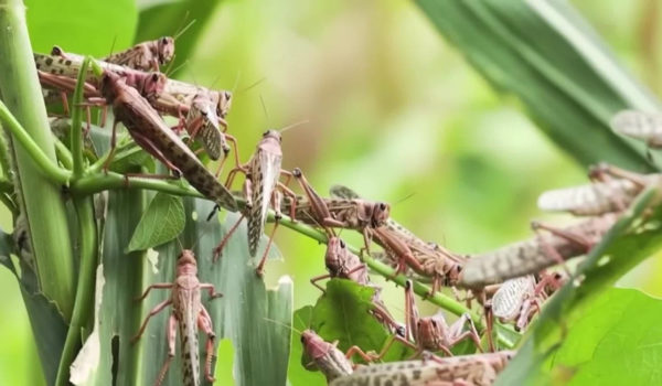 Una feromona irresistible provoca la plaga de langostas