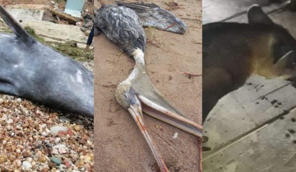 ¿Cuáles son las afectaciones que sufrió el ecosistema del Caribe con el paso destructivo de Eta y Iota?