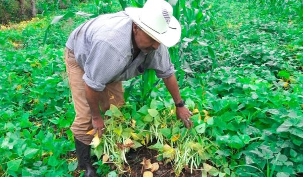 Nicaragua importa más agroquímicos y fertilizantes para el campo, lo que es una señal positiva