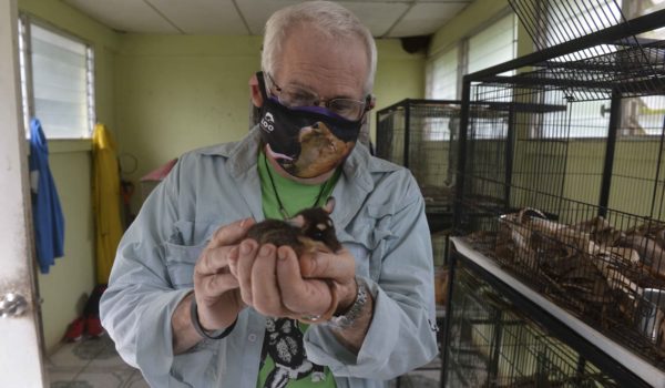 Eduardo Sacasa, veterinario y presidente del zoológico asiste a los animales silvestres rescatados. LA PRENSA / R. FONSECA