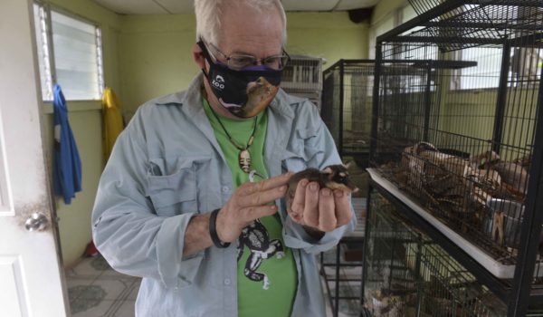Eduardo Sacasa, veterinario y presidente del zoológico asiste a los animales silvestres rescatados. LA PRENSA / R. FONSECA