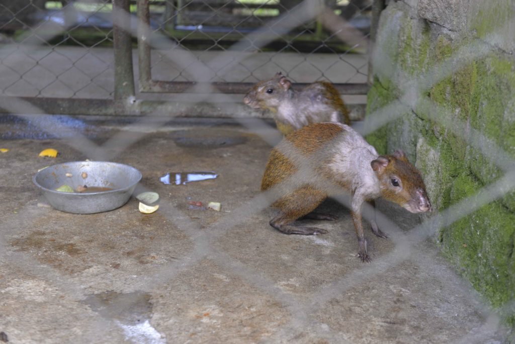Dos guatusas se encuentran en el Centro de Rescate del Zoológico en rehabilitación. LA PRENSA / R. FONSECA