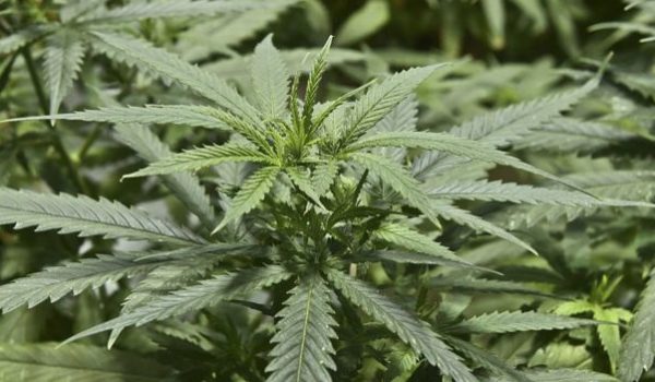 México despenaliza el uso recreativo de la marihuana