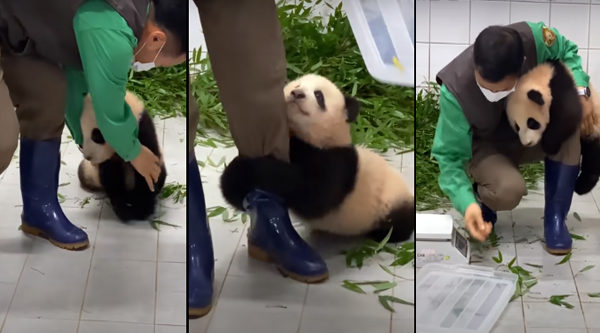 Video de un bebé panda aferrándose a su cuidador arrasa en redes sociales