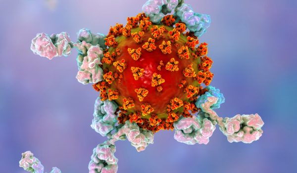 Coronavirus: por qué los anticuerpos se desvanecen después de una infección de covid-19 (¿y puede pasar lo mismo con las vacunas?)