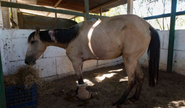 De la explotación a la libertad. Así se salvaron del maltrato algunos caballos en Nicaragua