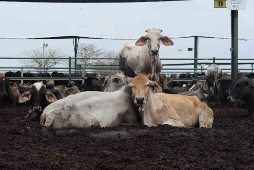Cómo el declive de las relaciones comerciales con Venezuela, golpearon las exportaciones de ganado en pie