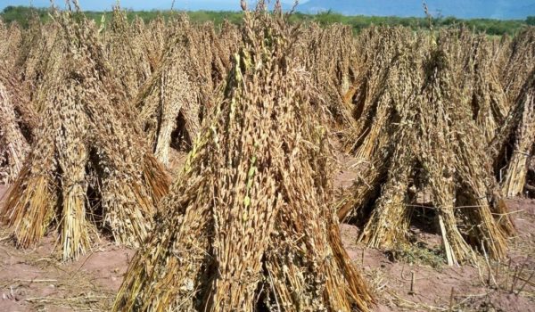 Nicaragua saca muy poco provecho al ajonjolí, pese a que provee de esta materia prima a L’Oréal