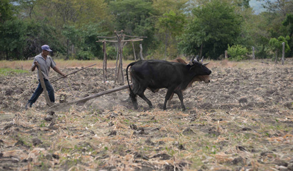 Producción agropecuaria afectada por cambio climático. Estas son las consecuencias