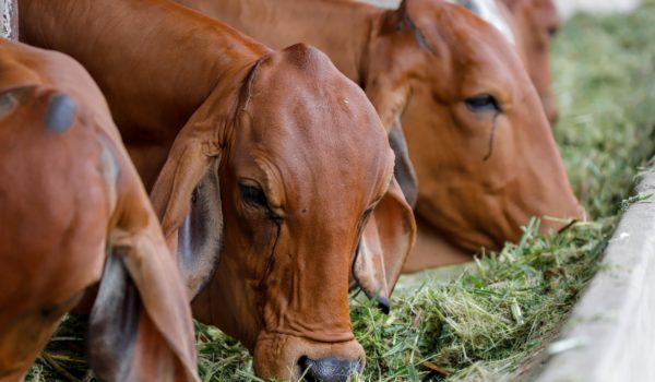 Sector lácteo y ganadero espera beneficiarse del buen invierno, lo que se traducirá en más producción