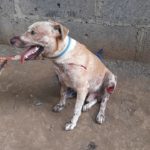 Aplicación de la IA en la medicina veterinaria