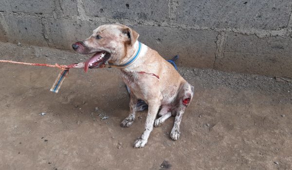 Hombre ataca a machetazos a perro en comarca Los Vanegas