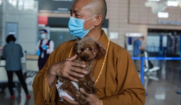 El monje chino que salvó a 8.000 perros callejeros