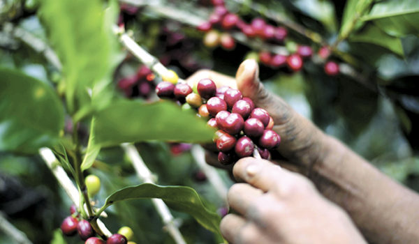 Se avecina el corte de café donde se requieren miles de trabajadores, ¿cuál es el panorama frente a la pandemia?