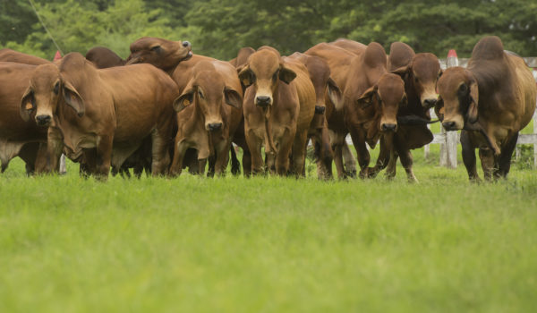 Hoy arranca Expica 2021