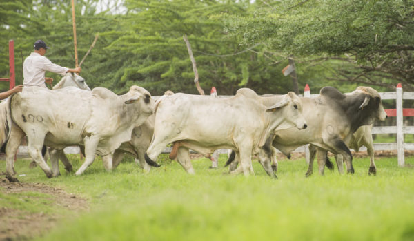 Casa McGregor con diversas soluciones