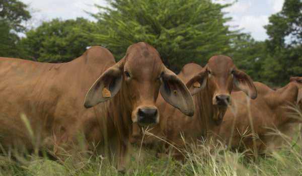 Expica Permanente, apuesta al desarrollo ganadero
