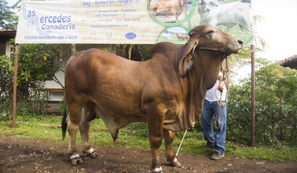 Hato nicaragüense mantiene su calidad