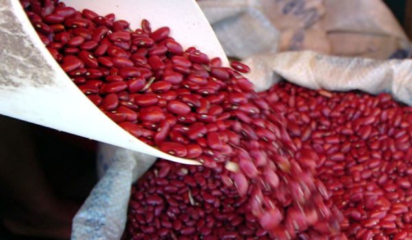 ¿Por qué Nicaragua no se está beneficiando del aumento en la demanda de frijoles del gobierno de Nayib Bukele?