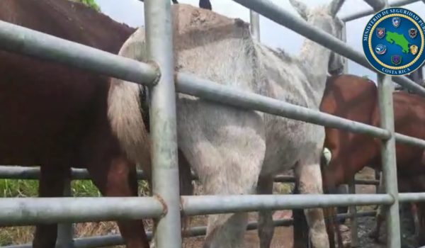 Caballos iban enfermos y se presume que serían sacrificados para consumo humano