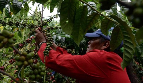 Caficultores esperan producir más de tres millones de quintales pese a afectaciones climáticas y de mano de obra
